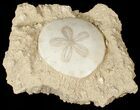 Wide Miocene Aged Fossil Sand Dollar - France #17232-1